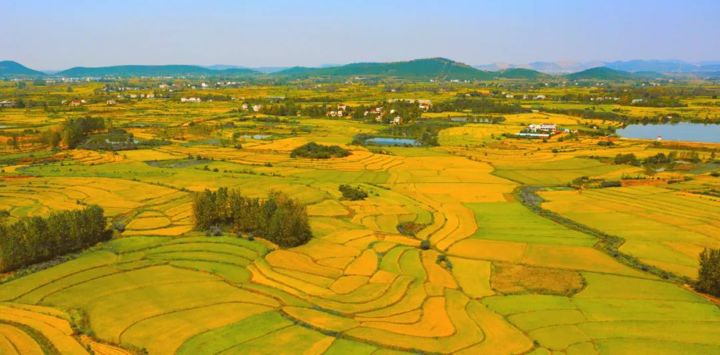 市農業(yè)農村局：穩(wěn)定糧食生產 提高種植效益